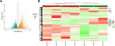 Comprehensive analyses of the microRNA–messenger RNA–transcription factor regulatory network in mouse and human renal fibrosis